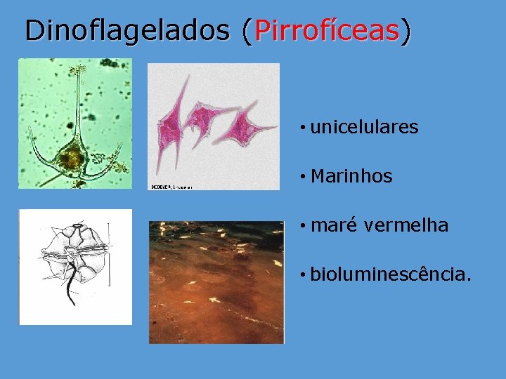 Dinoflagelados (Pirrofíceas) • unicelulares • Marinhos • maré vermelha • bioluminescência. Dinoflagelados (Pirrofíceas) • unicelulares • Marinhos • maré vermelha • bioluminescência.