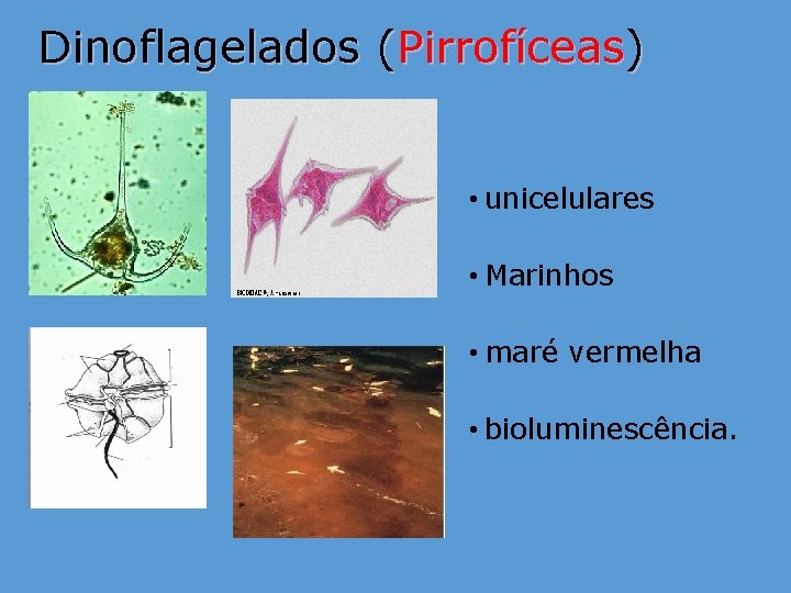 Dinoflagelados (Pirrofíceas) • unicelulares • Marinhos • maré vermelha • bioluminescência. 