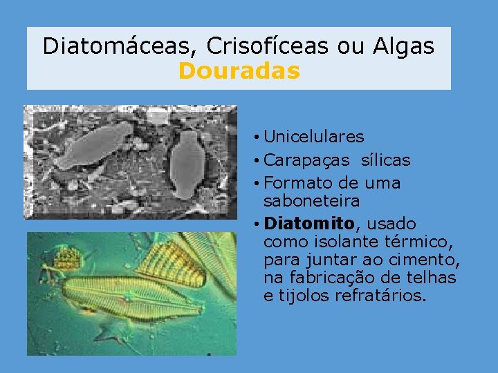 Diatomáceas, Crisofíceas ou Algas Douradas • Unicelulares • Carapaças sílicas • Formato de uma