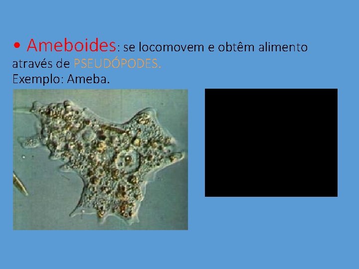  • Ameboides: se locomovem e obtêm alimento através de PSEUDÓPODES. Exemplo: Ameba. 