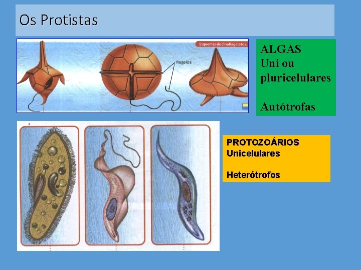 Os Protistas ALGAS Uni ou pluricelulares Autótrofas PROTOZOÁRIOS Unicelulares Heterótrofos 