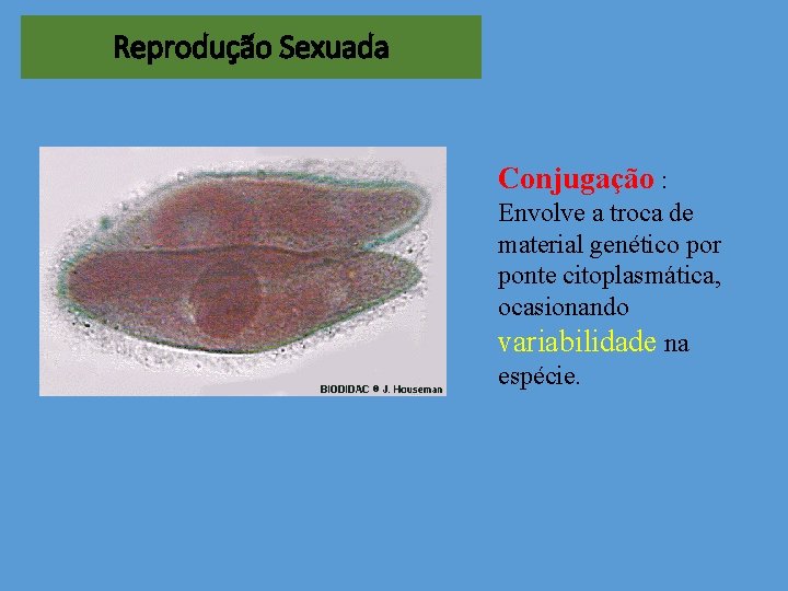 Reprodução Sexuada Conjugação : Envolve a troca de material genético por ponte citoplasmática, ocasionando