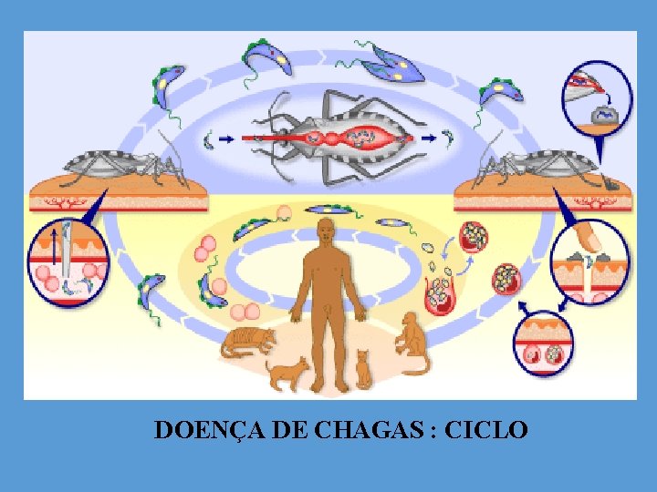 DOENÇA DE CHAGAS : CICLO 