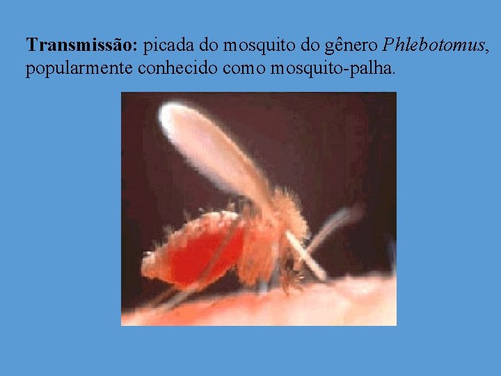 Transmissão: picada do mosquito do gênero Phlebotomus, popularmente conhecido como mosquito-palha. 