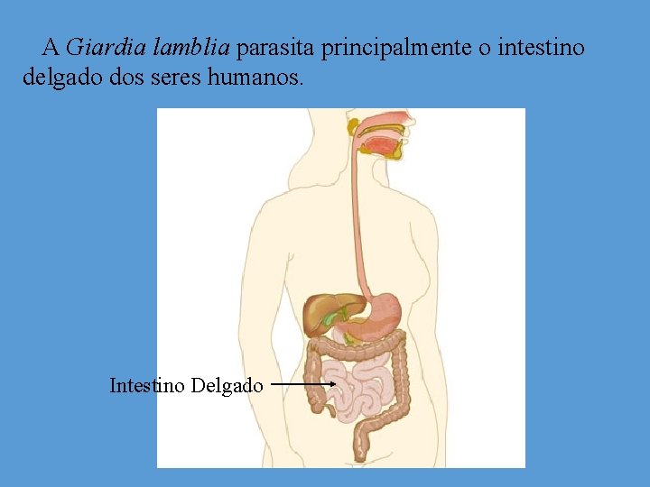 A Giardia lamblia parasita principalmente o intestino delgado dos seres humanos. Intestino Delgado 