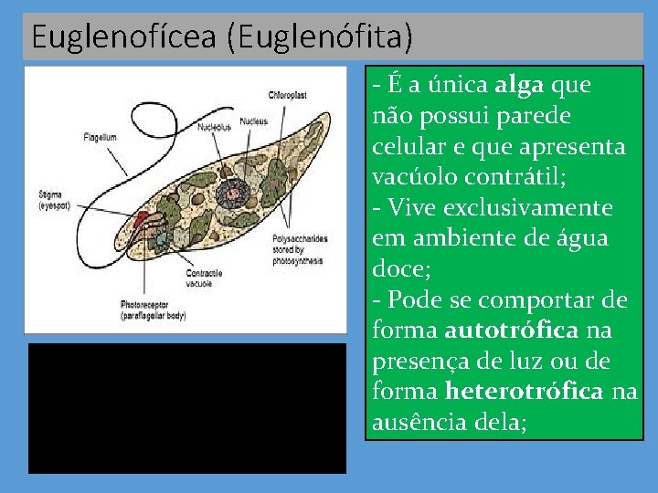 Euglenofícea (Euglenófita) - É a única alga que não possui parede celular e que