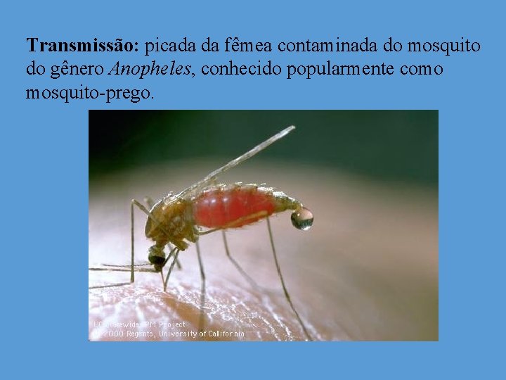 Transmissão: picada da fêmea contaminada do mosquito do gênero Anopheles, conhecido popularmente como mosquito-prego. Transmissão: picada da fêmea contaminada do mosquito do gênero Anopheles, conhecido popularmente como mosquito-prego.