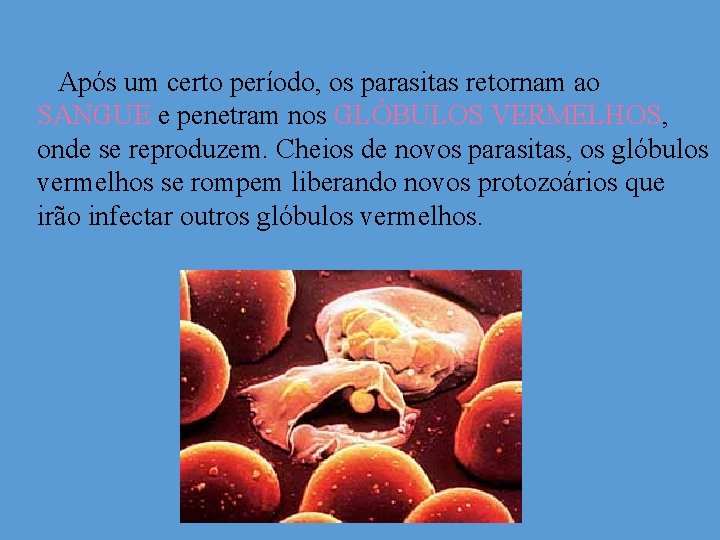 Após um certo período, os parasitas retornam ao SANGUE e penetram nos GLÓBULOS VERMELHOS,