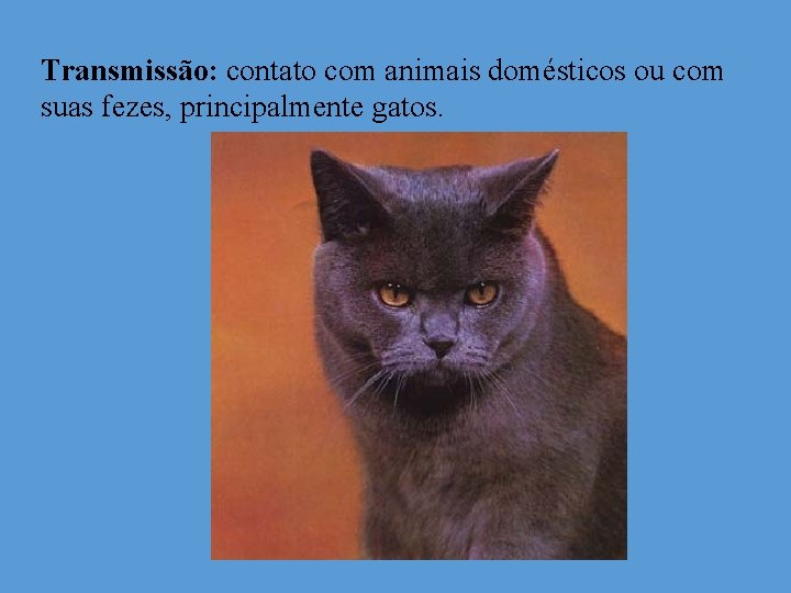 Transmissão: contato com animais domésticos ou com suas fezes, principalmente gatos. 