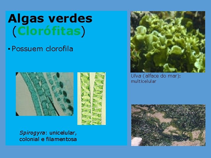 Algas verdes (Clorófitas) • Possuem clorofila Ulva (alface do mar): multicelular Spirogyra: unicelular, colonial