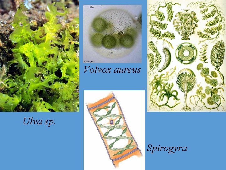Volvox aureus Ulva sp. Spirogyra Volvox aureus Ulva sp. Spirogyra