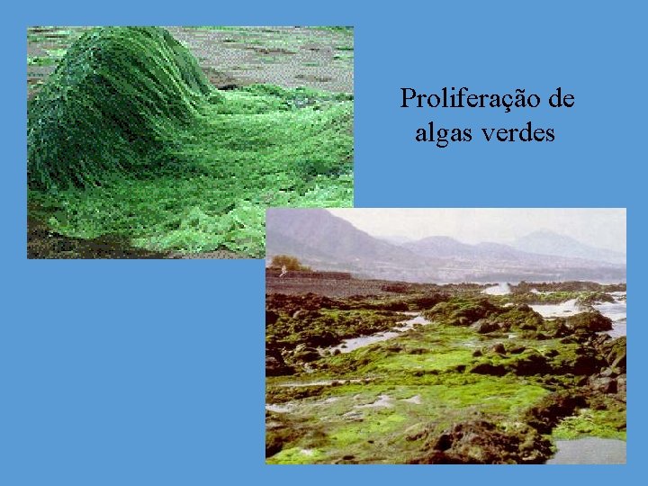 Proliferação de algas verdes 