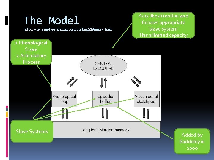 The Model http: //www. simplypsychology. org/working%20 memory. html Acts like attention and focuses appropriate