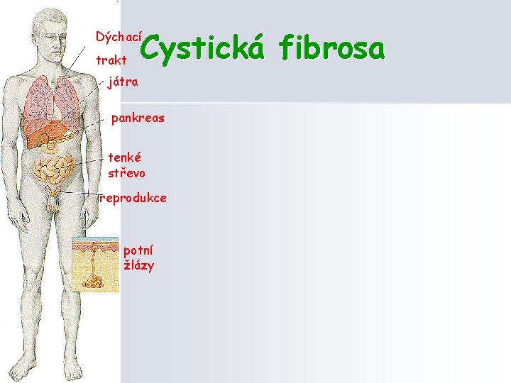 Cystická fibrosa Dýchací trakt játra pankreas tenké střevo reprodukce potní žlázy 