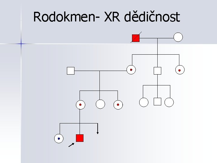 Rodokmen- XR dědičnost 