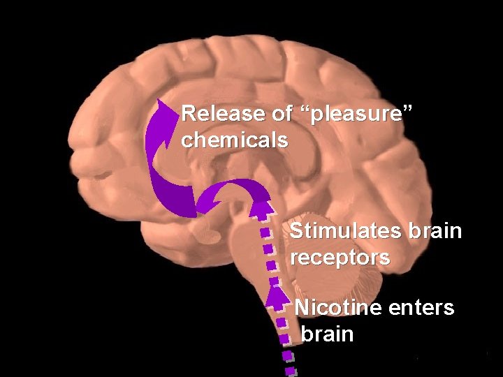 Release of “pleasure” chemicals Stimulates brain receptors Nicotine enters brain 