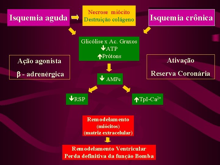 Isquemia aguda Ação agonista Necrose miócito Destruição colágeno Isquemia crônica Glicólise x Ac. Graxos