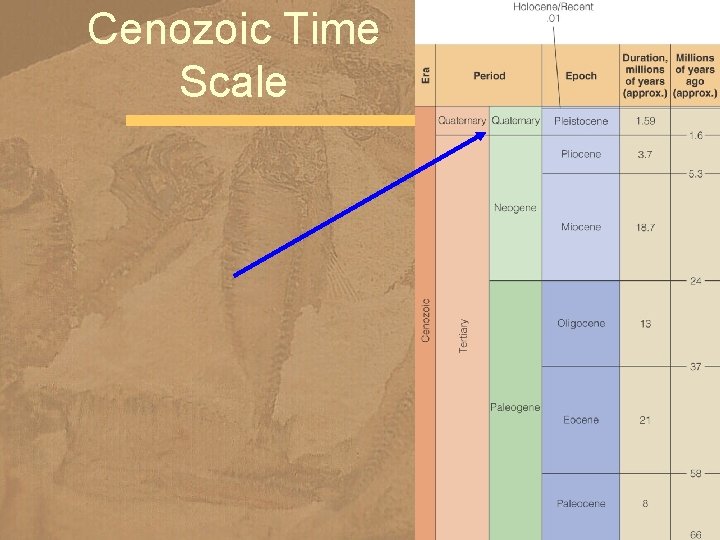 Cenozoic Time Scale 