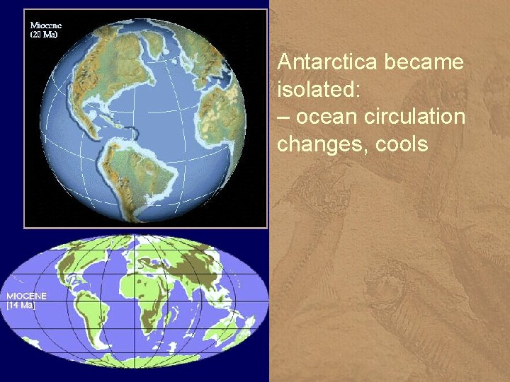 Antarctica became isolated: – ocean circulation changes, cools 