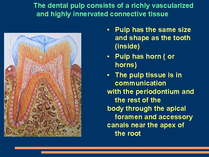 The dental pulp consists of a richly vascularized and highly innervated connective tissue •
