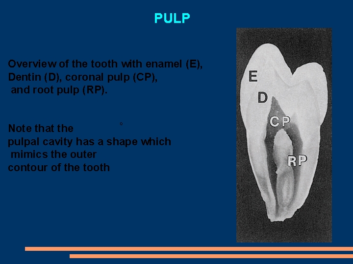 PULP Overview of the tooth with enamel (E), Dentin (D), coronal pulp (CP), and