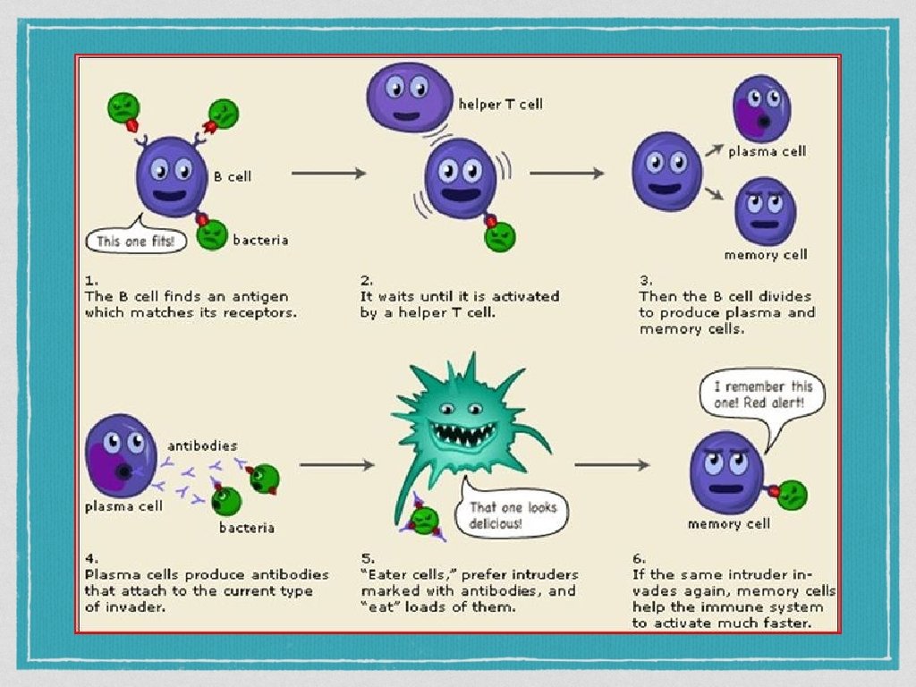 Immune Responce Steps your body takes to protect