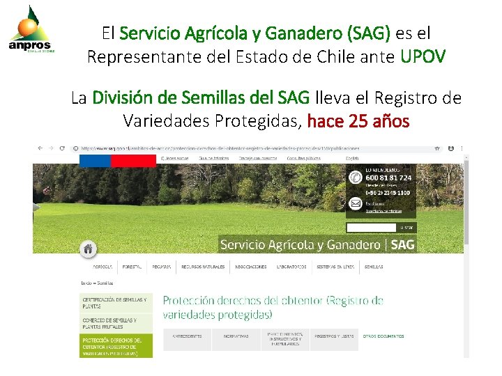 El Servicio Agrícola y Ganadero (SAG) es el Representante del Estado de Chile ante