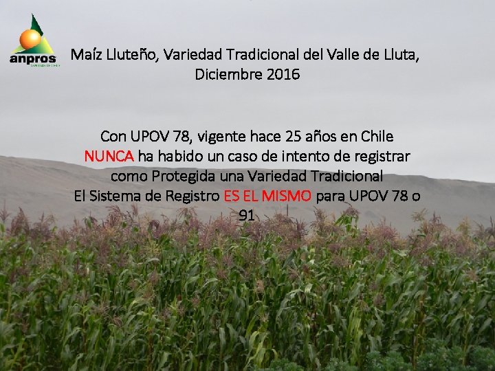 Maíz Lluteño, Variedad Tradicional del Valle de Lluta, Diciembre 2016 Con UPOV 78, vigente