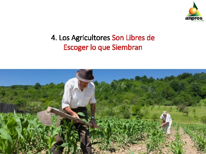 4. Los Agricultores Son Libres de Escoger lo que Siembran 