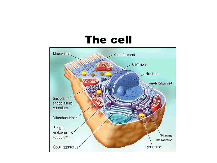 The cell 