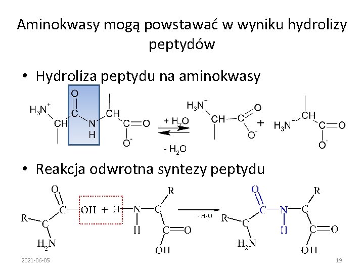 Aminokwasy mogą powstawać w wyniku hydrolizy peptydów • Hydroliza peptydu na aminokwasy • Reakcja