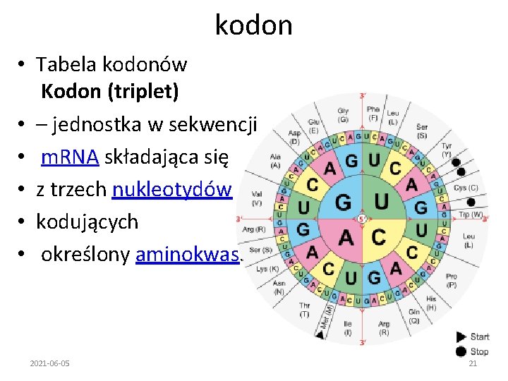 kodon • Tabela kodonów Kodon (triplet) • – jednostka w sekwencji • m. RNA