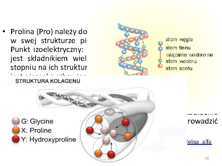 Prolina • Prolina (Pro) należy do grupy α-aminokwasów, zawierających w swej strukturze pięcioczłonowy pierścień