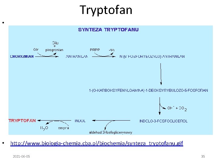 Tryptofan • • http: //www. biologia-chemia. cba. pl/biochemia/synteza_tryptofanu. gif 2021 -06 -05 35 