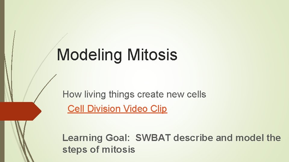 Modeling Mitosis How living things create new cells Cell Division Video Clip Learning Goal: