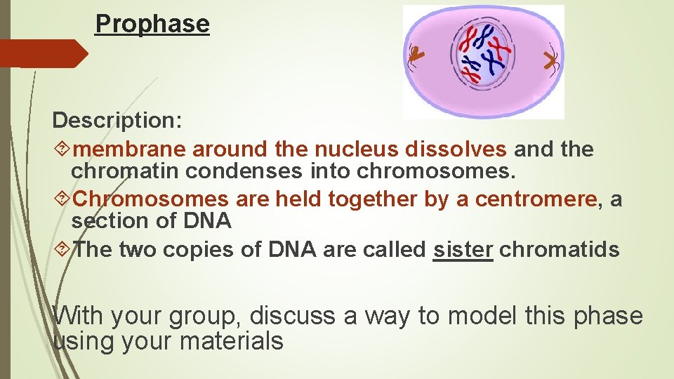 Prophase Description: membrane around the nucleus dissolves and the chromatin condenses into chromosomes. Chromosomes