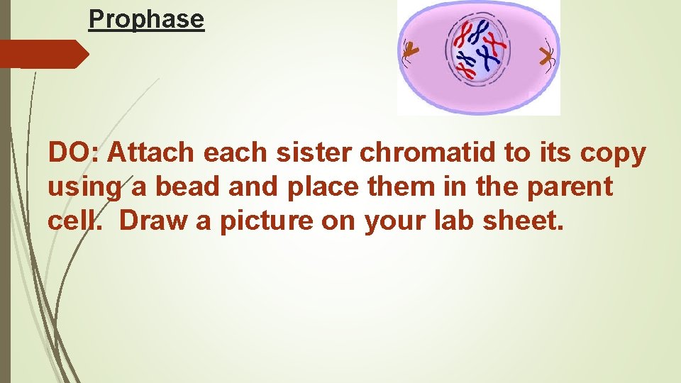 Prophase DO: Attach each sister chromatid to its copy using a bead and place