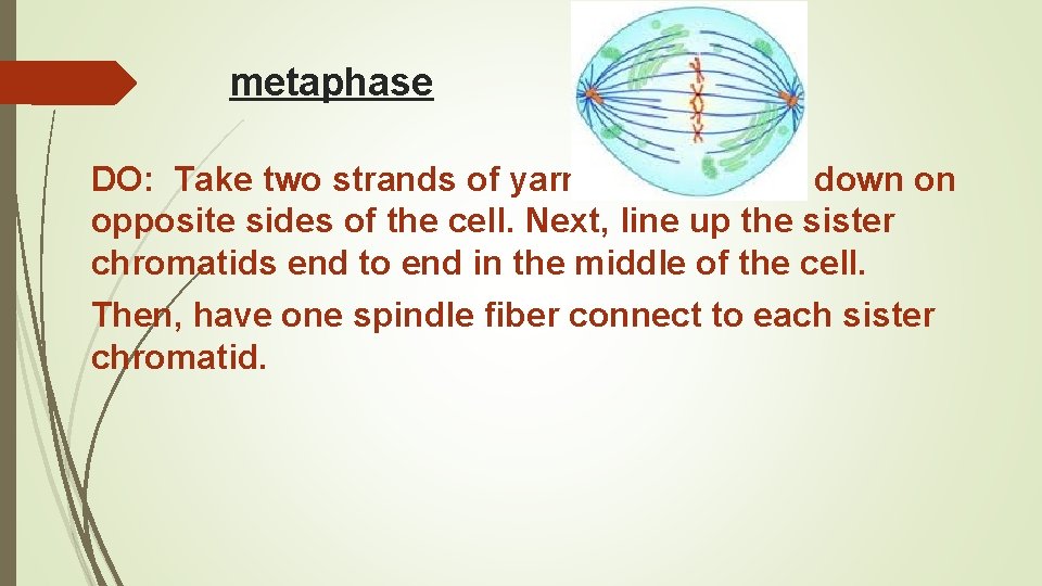 metaphase DO: Take two strands of yarn and lay them down on opposite sides