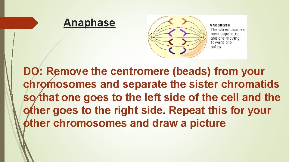 Anaphase DO: Remove the centromere (beads) from your chromosomes and separate the sister chromatids