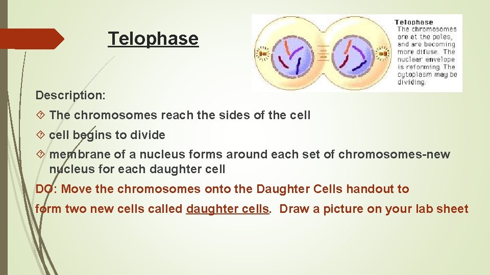 Telophase Description: The chromosomes reach the sides of the cell begins to divide membrane