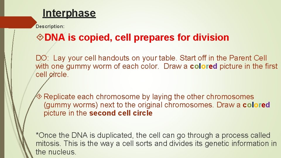 Interphase Description: DNA is copied, cell prepares for division DO: Lay your cell handouts