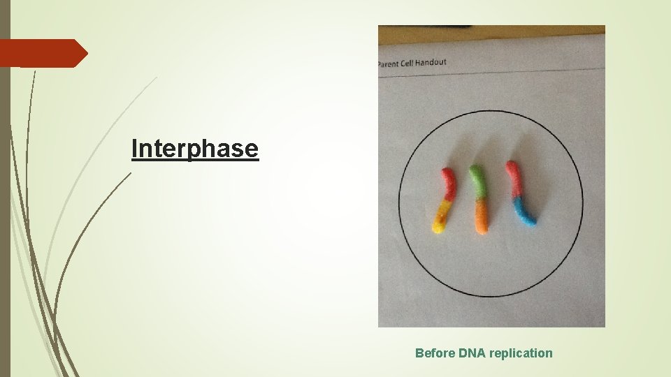 Interphase Before DNA replication 