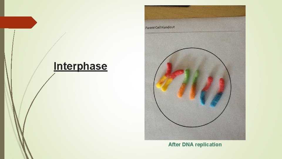 Interphase After DNA replication 