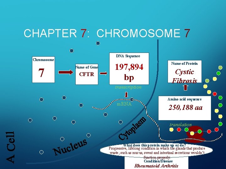 CHAPTER 7: CHROMOSOME 7 DNA Sequence Chromosome 7 Name of Gene CFTR 197, 894