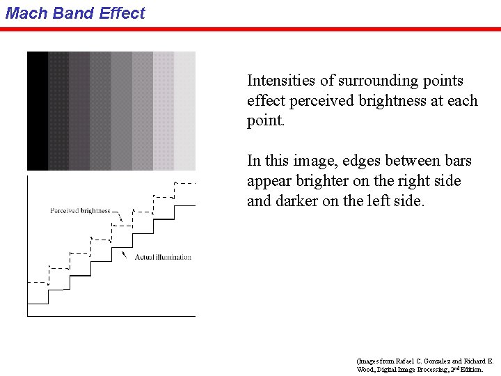 Mach Band Effect Intensities of surrounding points effect perceived brightness at each point. In