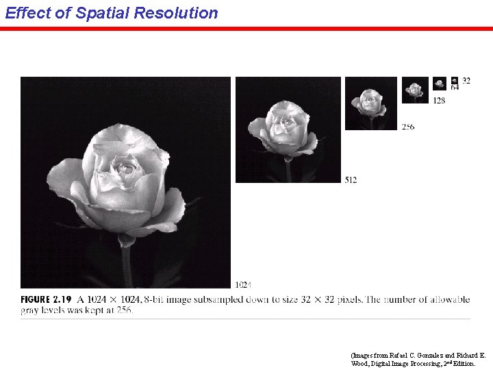 Effect of Spatial Resolution (Images from Rafael C. Gonzalez and Richard E. Wood, Digital