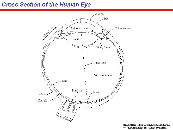 Cross Section of the Human Eye (Images from Rafael C. Gonzalez and Richard E.