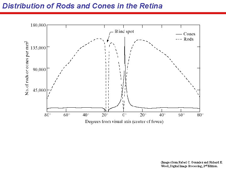 Distribution of Rods and Cones in the Retina (Images from Rafael C. Gonzalez and