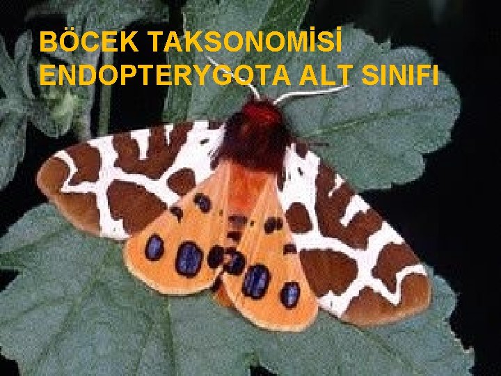 BÖCEK TAKSONOMİSİ ENDOPTERYGOTA ALT SINIFI 