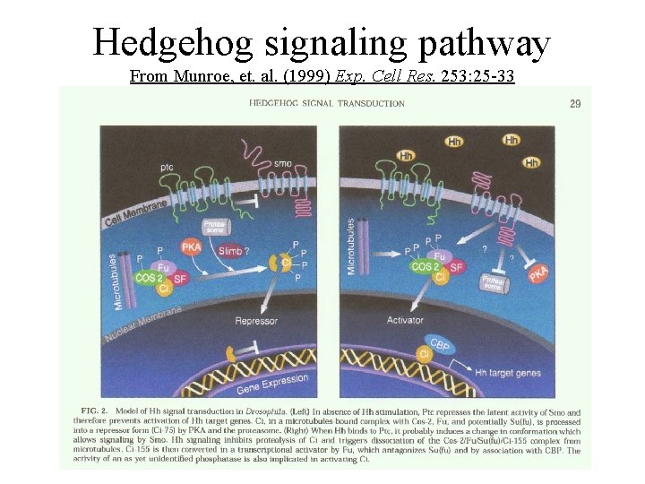 Hedgehog signaling pathway From Munroe, et. al. (1999) Exp. Cell Res. 253: 25 -33